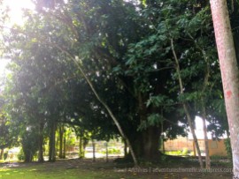 bath botanical garden-baritone tree