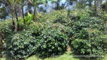 coffee plants-lime tree farm
