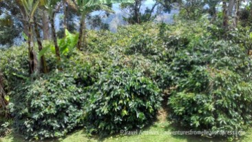 coffee plants-lime tree farm