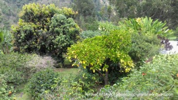 trees-lime tree farm